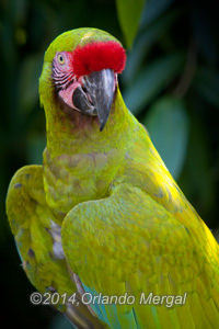 Mayagüez Zoo. Click on image to see it larger.