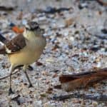 Ruiseñor (Mockingbird) at Cabo Rojo Wildlife Refuge