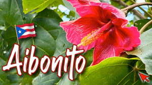 Aibonito, Puerto Rico’s Garden in the Mountains