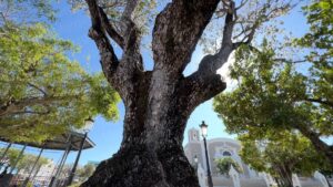 The tree planted by Dr. Agustín Stahl | Bayamón, A Hidden Treasure Just 13 Miles Away | Puerto Rico By GPS