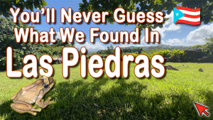 You’ll Never Guess what We Found In Las Piedras, Puerto Rico | Puerto Rico By GPS