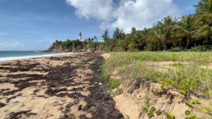 Evident effects of erosion and abundant sargazo weed at Playa Larga | Maunabo, Puerto Rico | A Tiny Town With Huge Possibilities | Puerto Rico By GPS