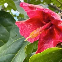 Maga Flower (flor de maga) | Aibonito, Puerto Rico’s Garden in the Mountains | Puerto Rico By GPS