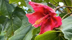Maga Flower (flor de maga) | Aibonito, Puerto Rico’s Garden in the Mountains | Puerto Rico By GPS